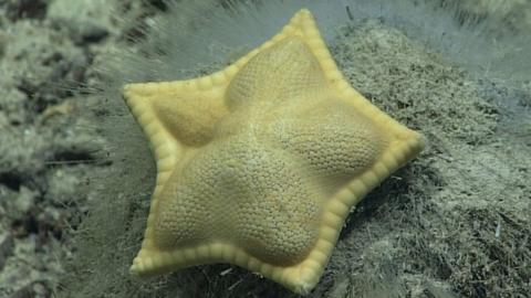 ravioli starfish.