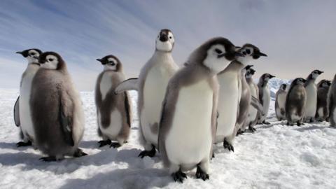 Penguins in Antarctica