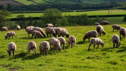 Sheep on a farm with trees in the background