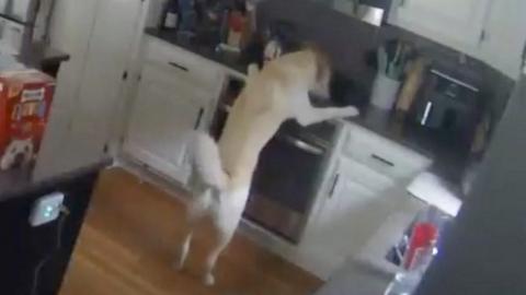 A dog with its paws up on the oven