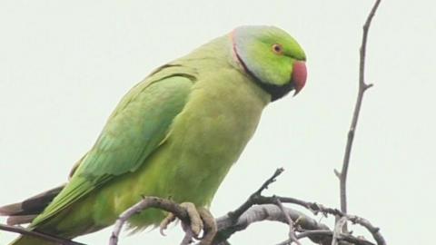 Ring necked parakeet
