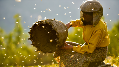 Woman holding a beehive with bees flying around