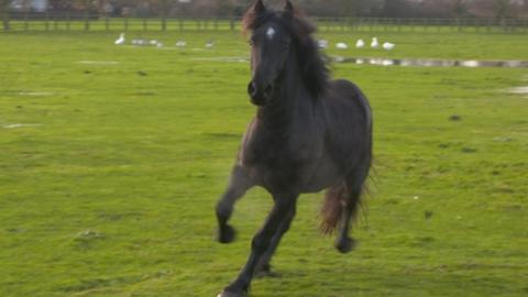 Pony called Bramble in trotting in field