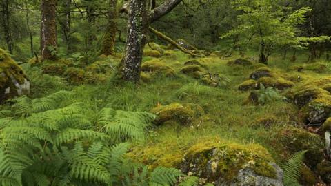 Scottish rain forest