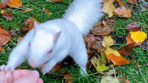 White squirrel being fed nuts