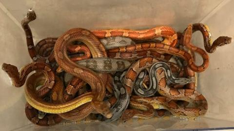 Corn snakes