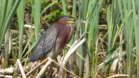 Green heron spotted in Llanmill, Pembrokeshire