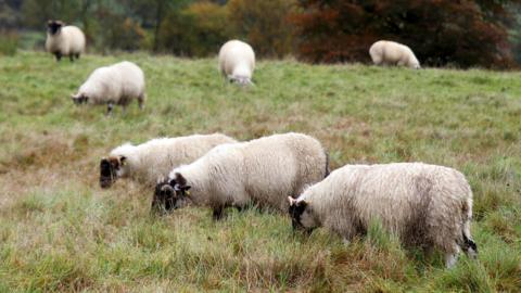 Seven sheep in a grass field