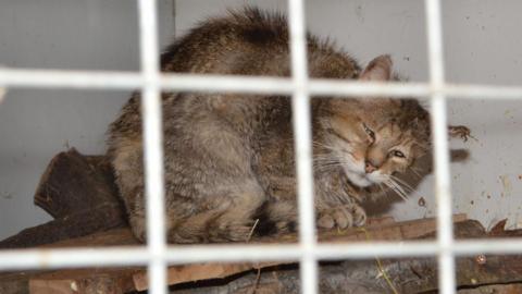 Hamish, a male European Wildcat, in a cage, behind bars. He looks in distress, has matted fur, is crouching, and is light brown in colour.