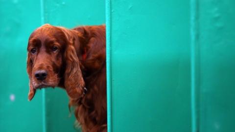 Dog at 2015 Crufts