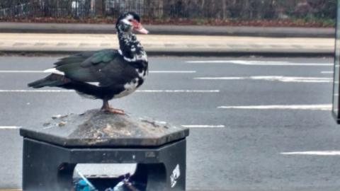 Duck on a bin