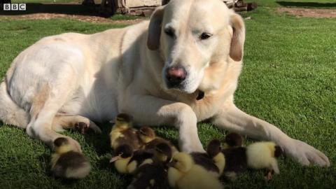 Fred the dog with ducklings