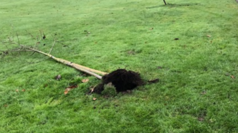 A tree lies on its side in a park.