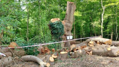 A felled tree in a woodland, surrounded by piles of wood and taped off