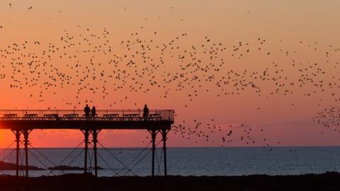 Drudwy ar eu ffordd yn ôl i noswylio ar y pier yn Aberystwyth