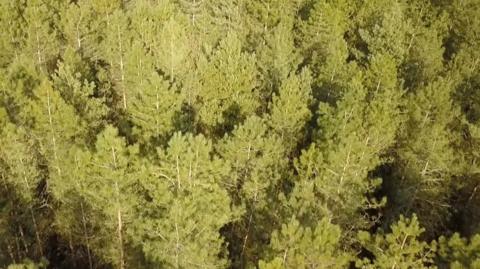 Thetford Forest from above