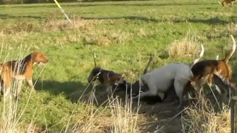 The dogs mauling the deer