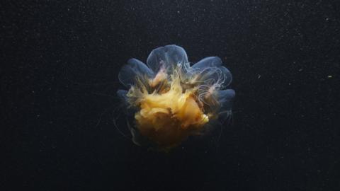 Stinging jellyfish, Cyanea arctica