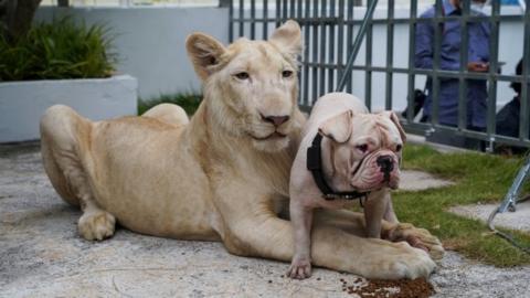 A confiscated pet lion poses with a dog as it arrived back home from the Phnom Tamao Wildlife Rescue Center