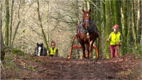 working horses in woodland near Tongwynlais