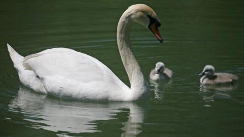 a mute swan