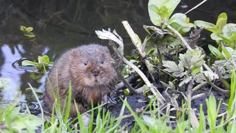 A Whitchurch water vole as captured on camera by Kate Long