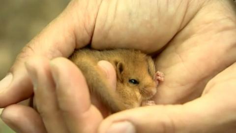 A dormouse being released in Warwickshire