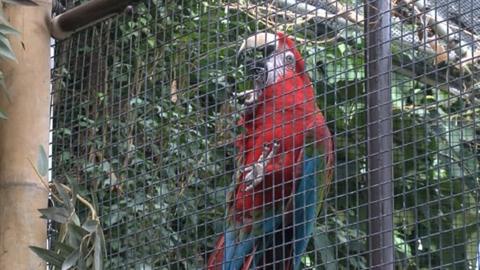 Parrot at Plantasia