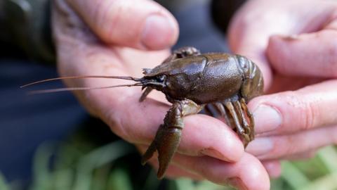 A white-clawed crayfish