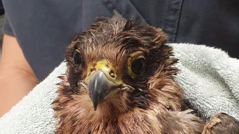 Peregrine Falcon after being shot