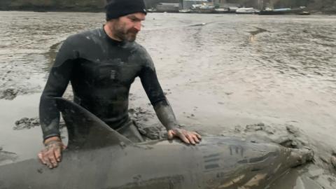 Monty Halls rescuing dolphin