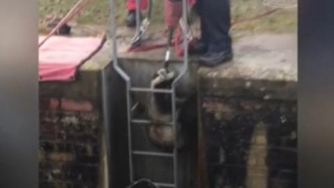 Badger being pulled from canal