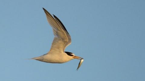 Little Tern in flight with fish in beak