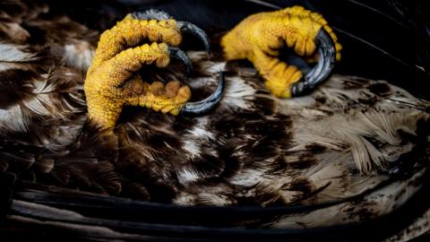 A close up of eagle claws