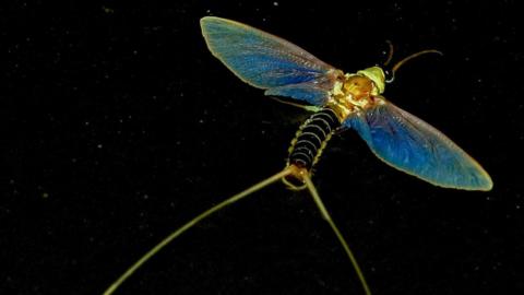 Mayfly on Tisza River in Hungary, 18 Jun 17