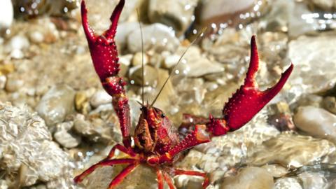 Close-up of a crayfish with raised claws, 26 November 2018