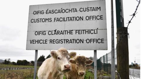 Cows and sign