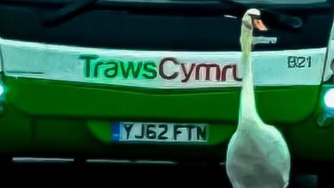 Swan walking in front of a bus ahead of a long queue or traffic
