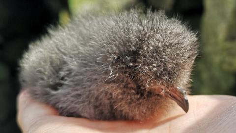 Leach's storm petrel chick