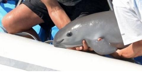 Vaquita