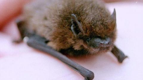 Pipistrelle bat