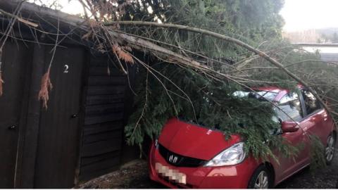 Tree on car