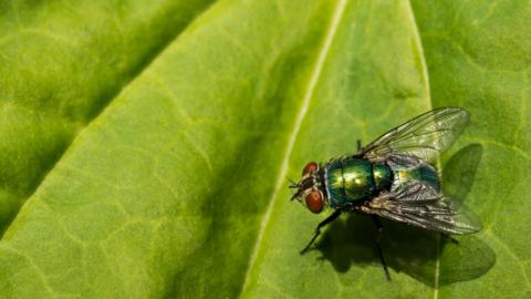 A green bottle fly - stock photo