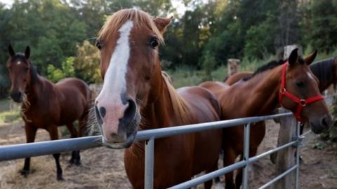 Horse in France