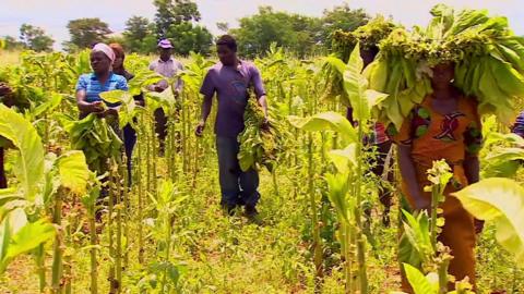 Tobacco farm in Zimbabwe