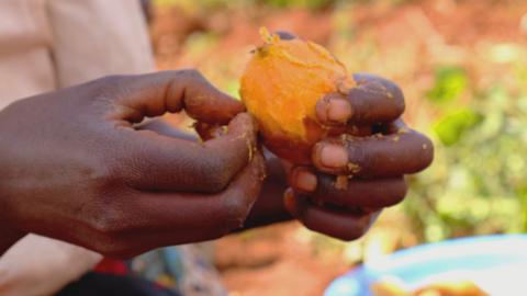 Preparing an orange-fleshed sweet potato (Image: S.Quinn/CIP)