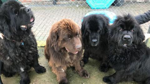 Four Newfoundland dogs rescued from a house fire