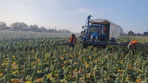 Workers harvest Brussels sprouts in Boston, Lincolnshire