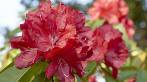 Rhododendrons flowers