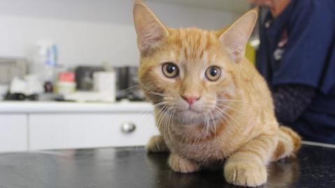 Cat at an RSPCA clinic